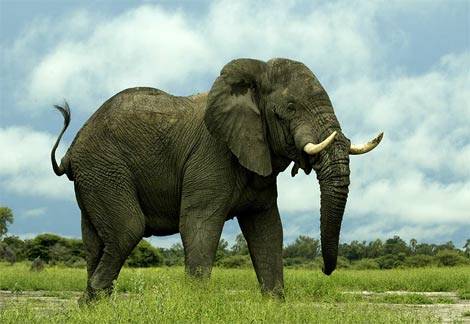 AfricanElephant