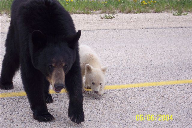 WhiteBlackBear1
