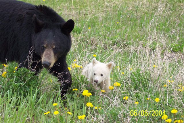WhiteBlackBear2