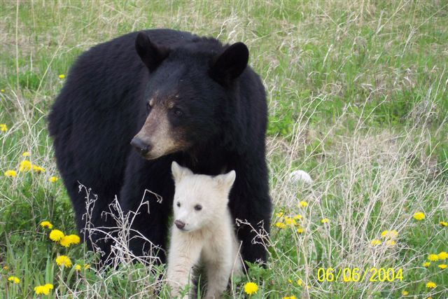WhiteBlackBear3